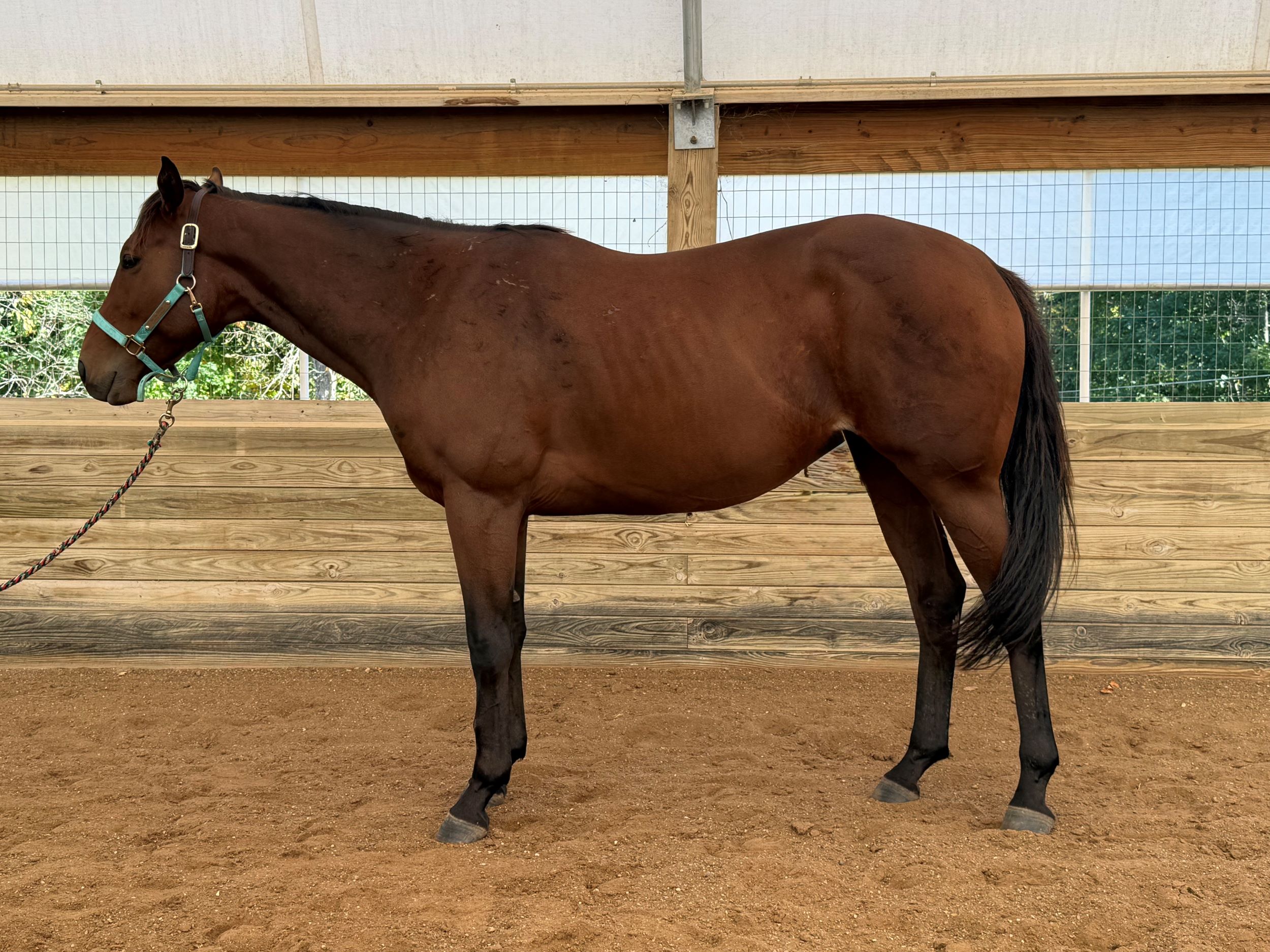 Bet the Palace LSide Conformation WWF