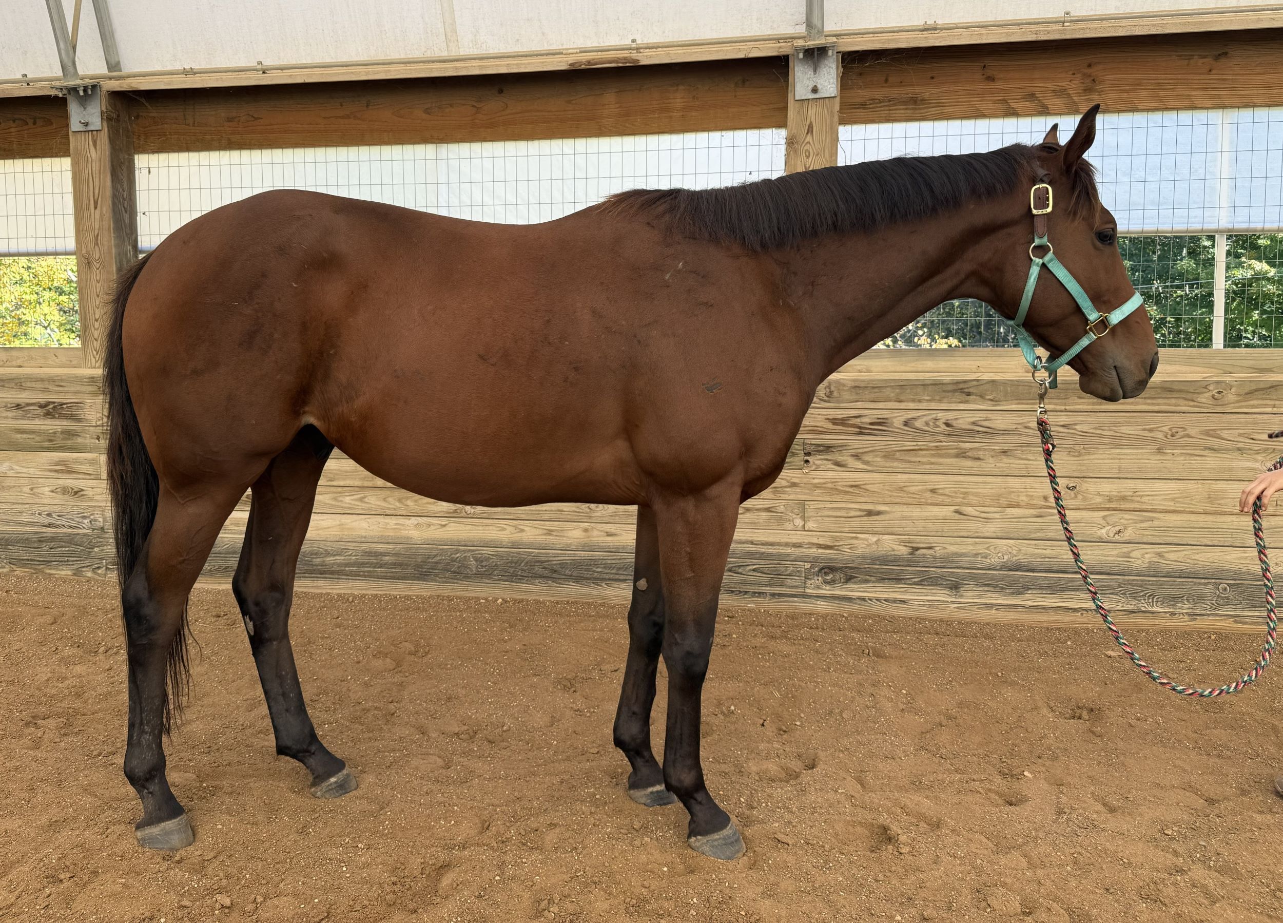 Bet the Palace RSide Conformation WWF