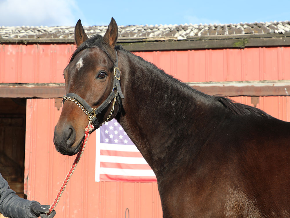 PA-Freedom'sStart-10