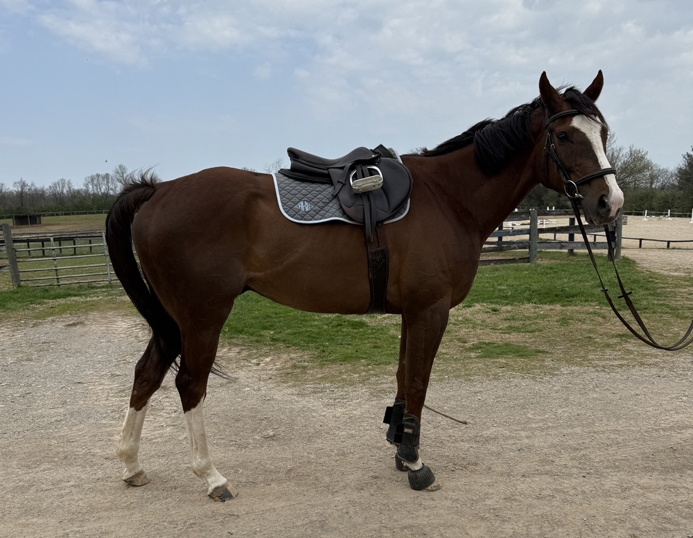 Stonks under tack 1