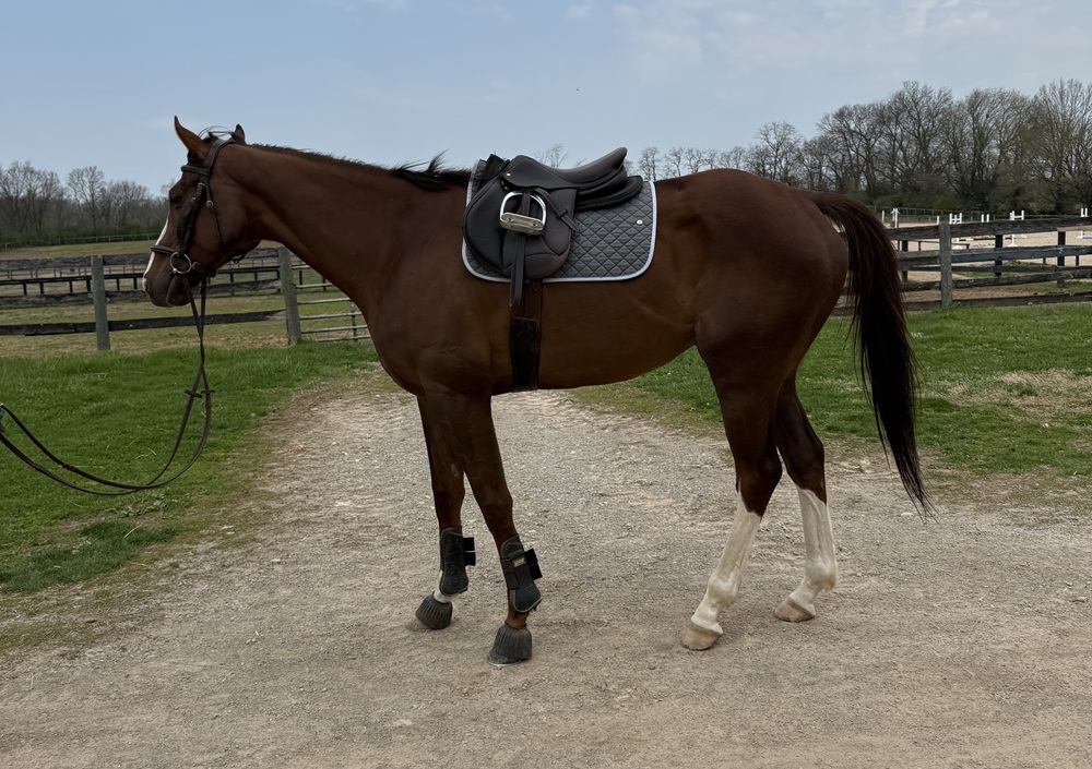 Stonks under tack 2