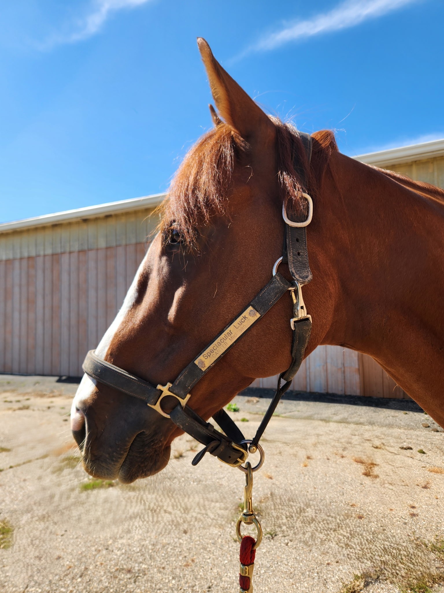 Spectacular Luck Head
