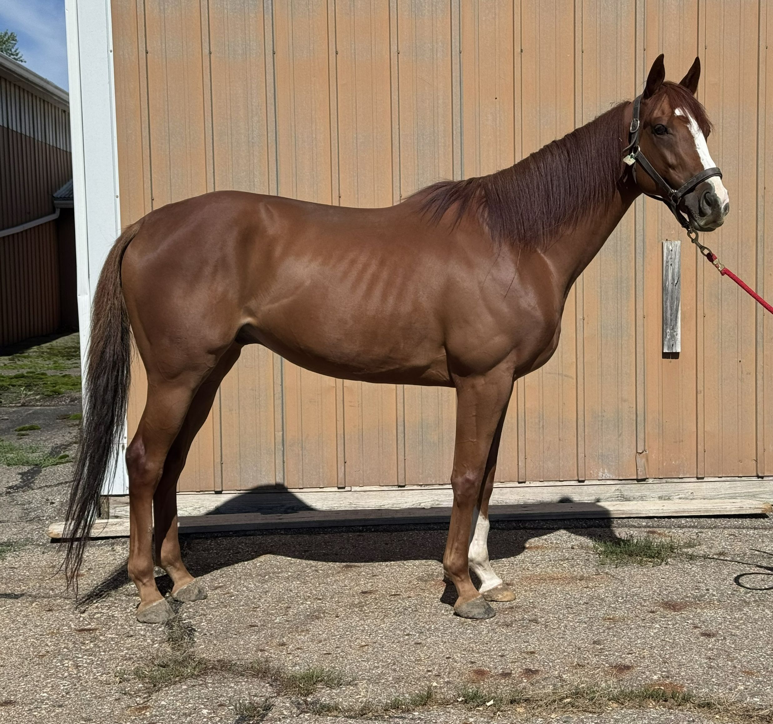 Spectacular Luck RSide Conformation