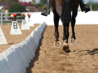 dressage-pop-up